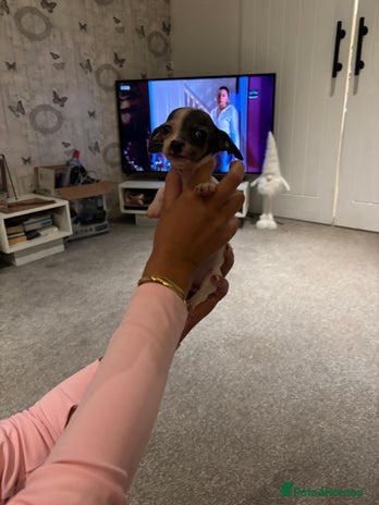 Chiweenie dogs CHIWEENIES, MICROCHIPPED,VACCINATED,HEALTHCHECKED! - Advert 2