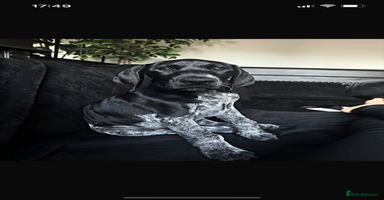 German Shorthaired Pointer dogs - Advert 2