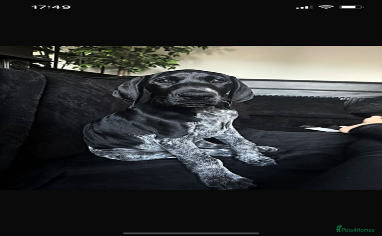 German Shorthaired Pointer dogs - Advert 1