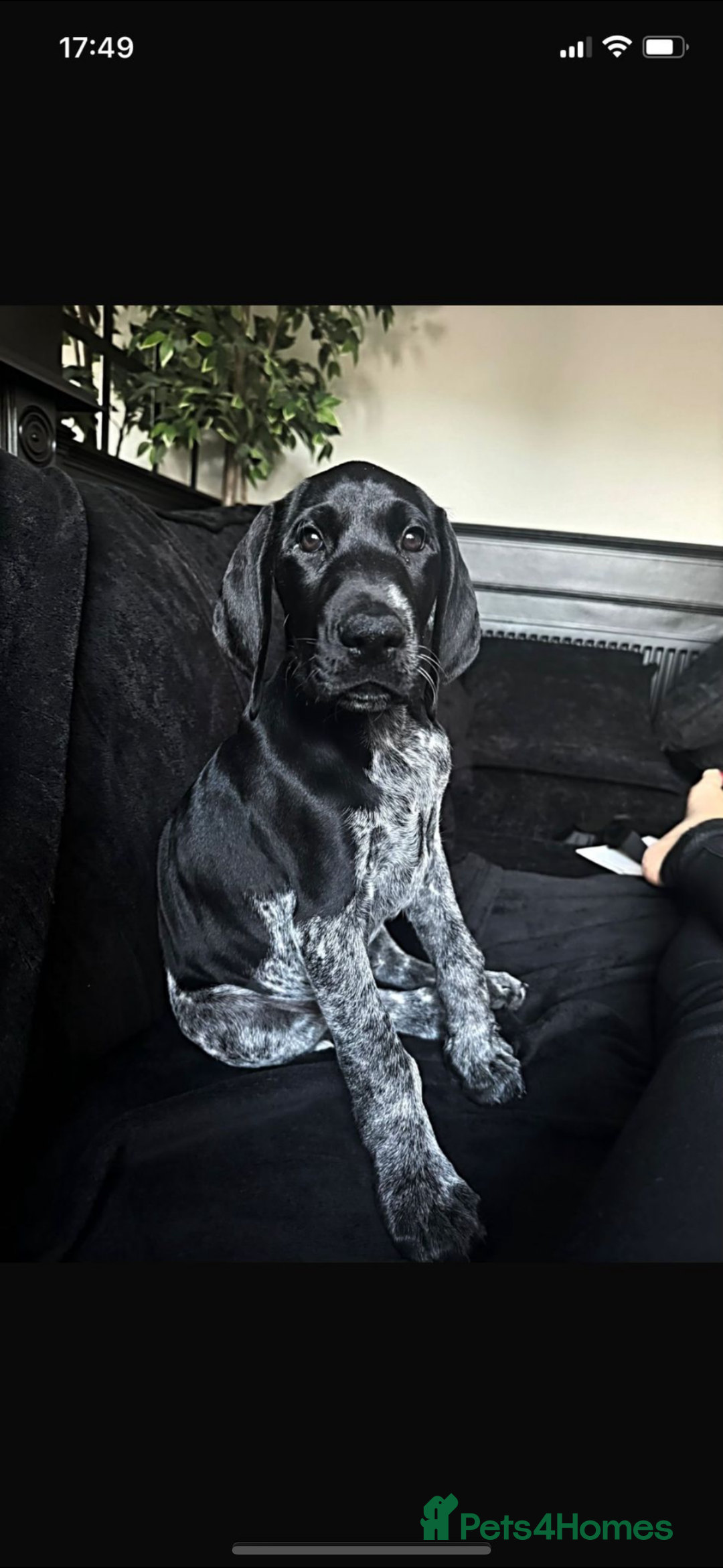 German Shorthaired Pointer dogs for sale: KC show qualify GSP’s (crufts champion bloodlines) - Image 1