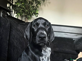 German Shorthaired Pointer dogs - Advert 1