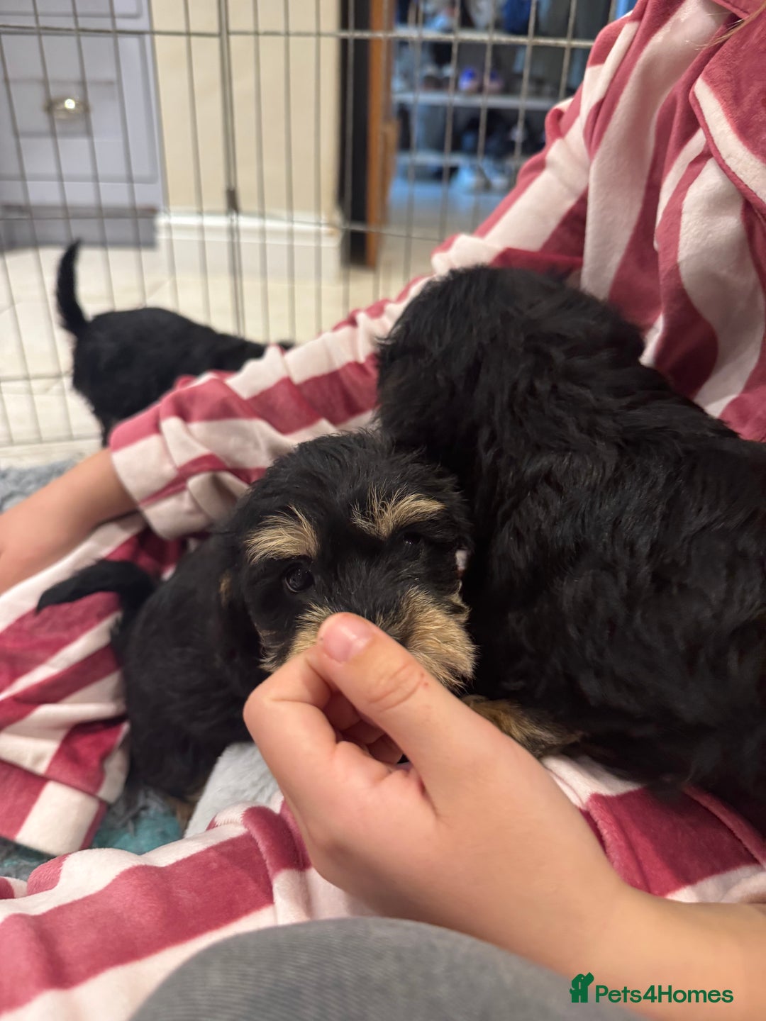 Schnoodle dogs for sale: Stunning Schnoodles, heath tested  - Image 32