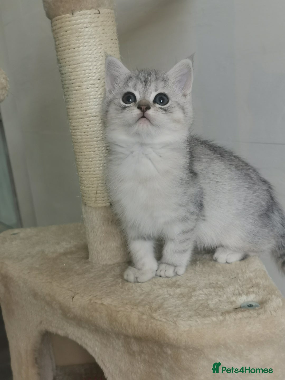 Persian cats for sale: Beautiful  silver shaded chinchilla Persian x bsh - Advert 4