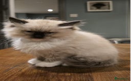 Ragdoll cats for sale: 5 Beautiful Ragdoll Kittens  - Image 13