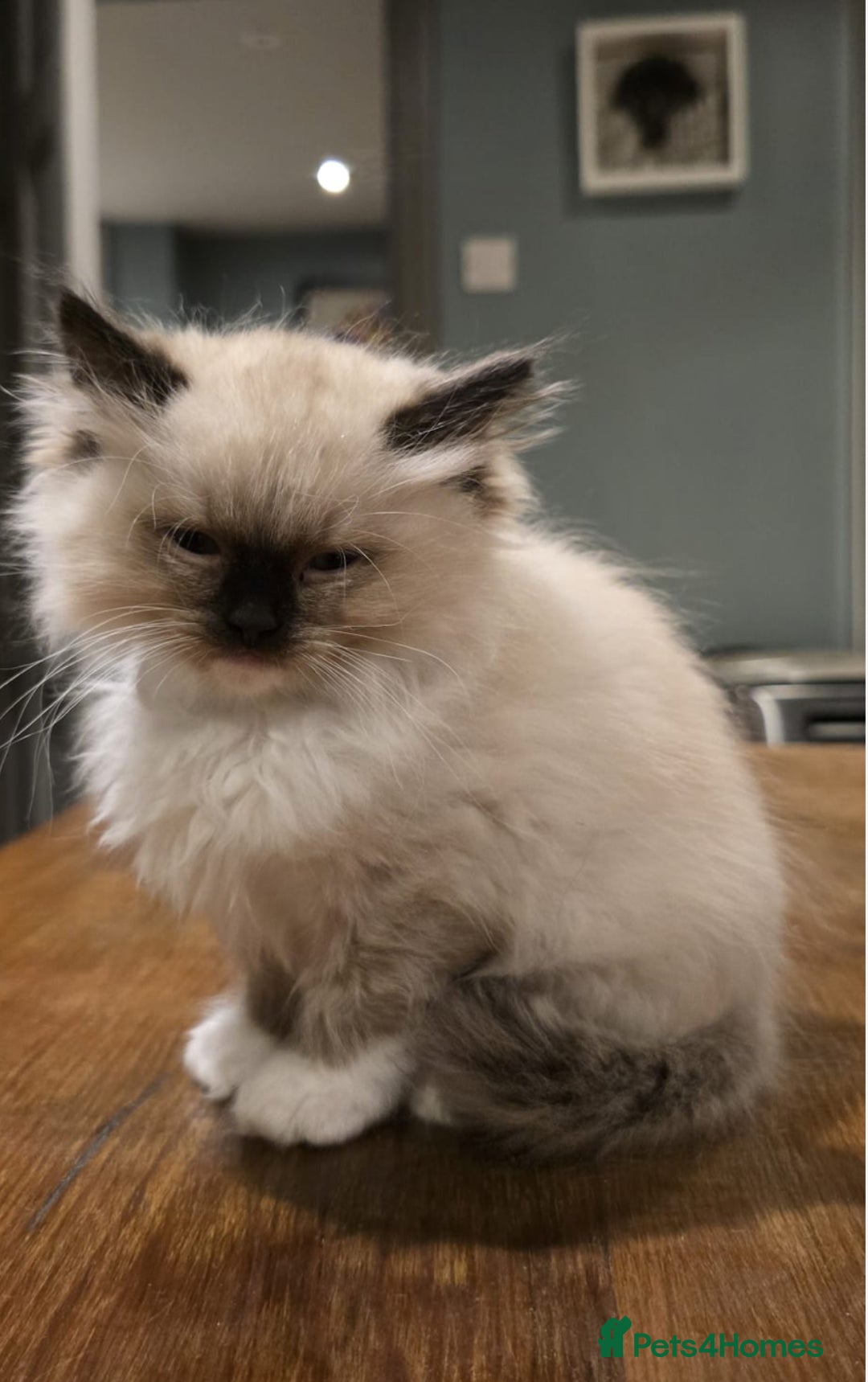 Ragdoll cats for sale: 5 Beautiful Ragdoll Kittens  - Image 13