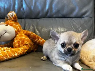 Chihuahua dogs READY NOW - tea cup chihuahua male puppy - Advert 9