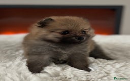 Pomeranian dogs for sale: Pomeranian tiny orange female   🧡🍊🐾 - Image 18