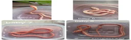 Corn Snake reptiles for sale: Baby corn snakes for sale  - Advert 6