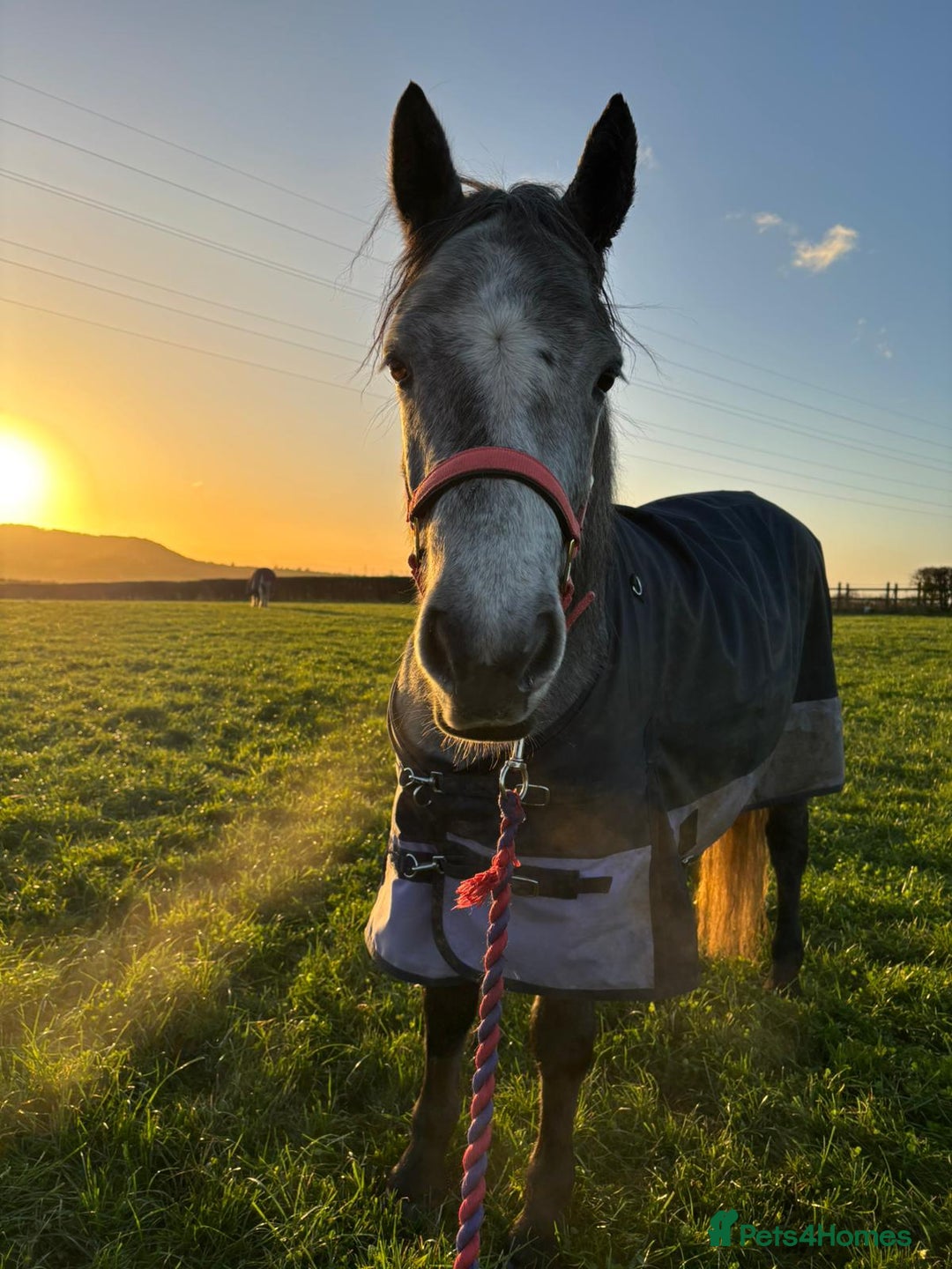 Connemara horses for sale: 3YO Class 1 Connemara Mare Looking For 5* Home - Advert 6