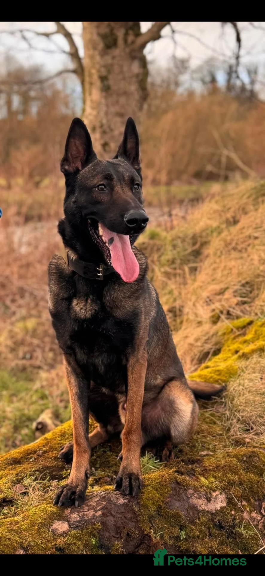 Belgian Shepherd Dog dogs for sale: Belgian malinois - Advert 6