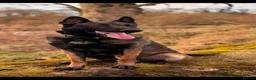 Belgian Shepherd Dog dogs for sale: Belgian malinois in Egremont - Advert 1