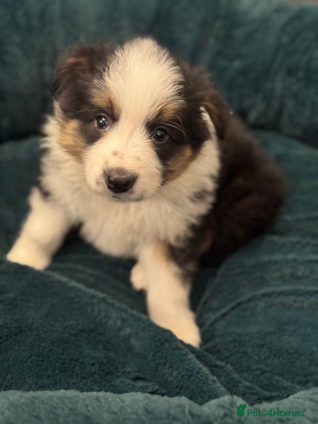 Border Collie dogs for sale: Pure Bred Border Collie Puppies For Sale - Advert 30