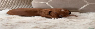 Cocker Spaniel 1