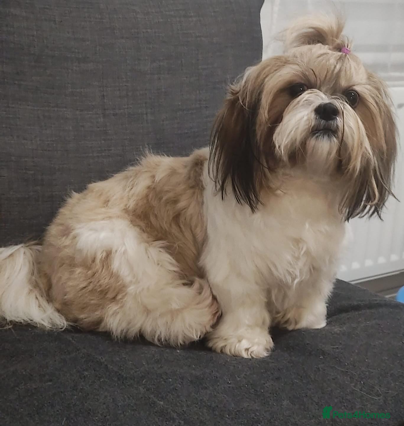 Shih Tzu dogs Shih tzu puppies for sale - Advert 11