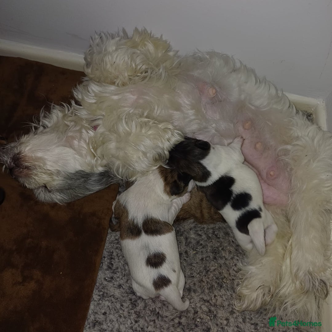 Mixed Breed dogs for sale: 3 beautiful malshi x jack russell cross puppies - Advert 7