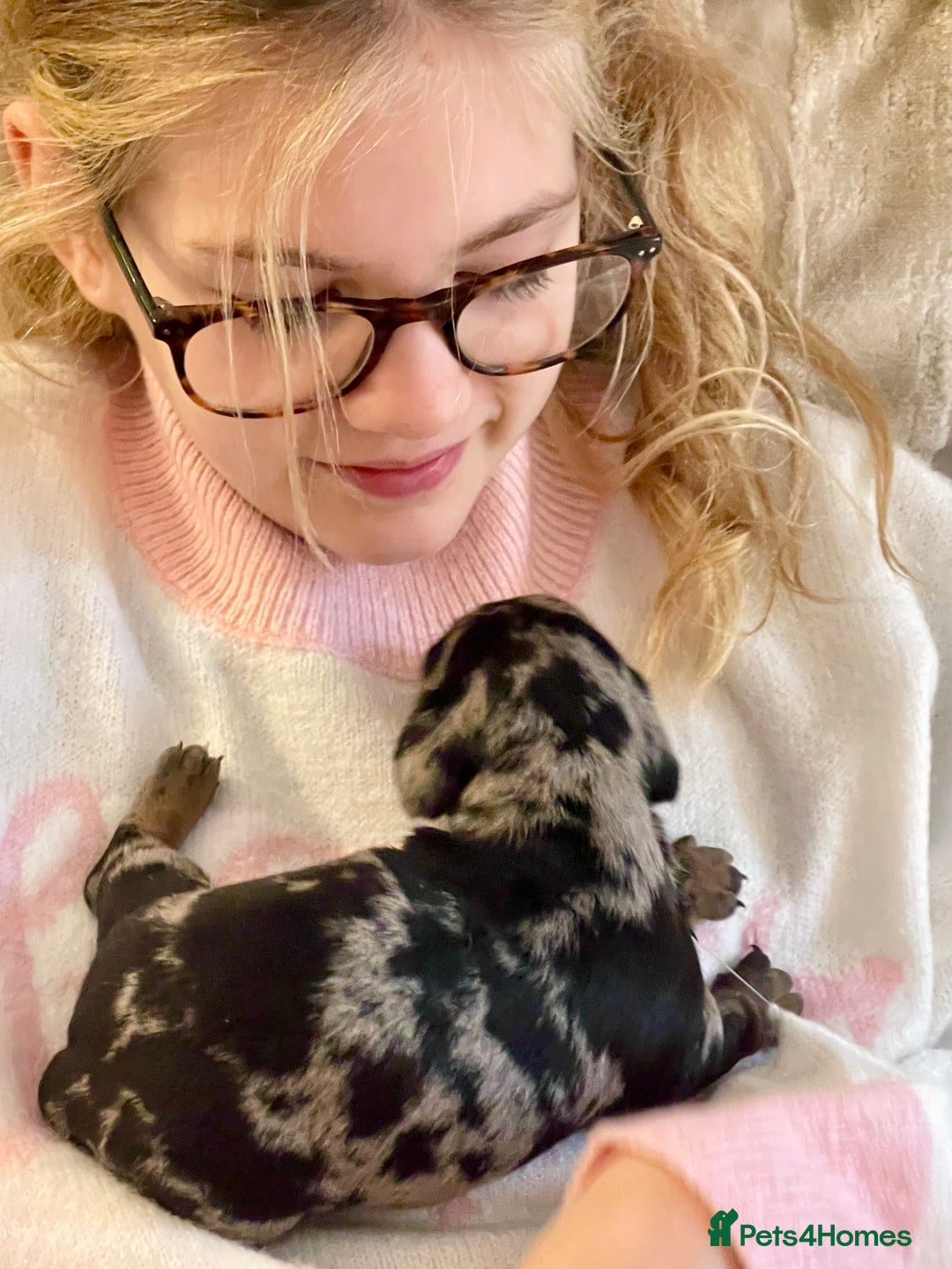 Miniature Dachshund dogs for sale: Miniature Kc registered dachshunds PRA clear  - Advert 16