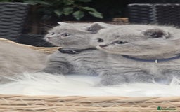 British Shorthair cats for sale: Show Quality Champions British Shorthair GCCF - Image 6