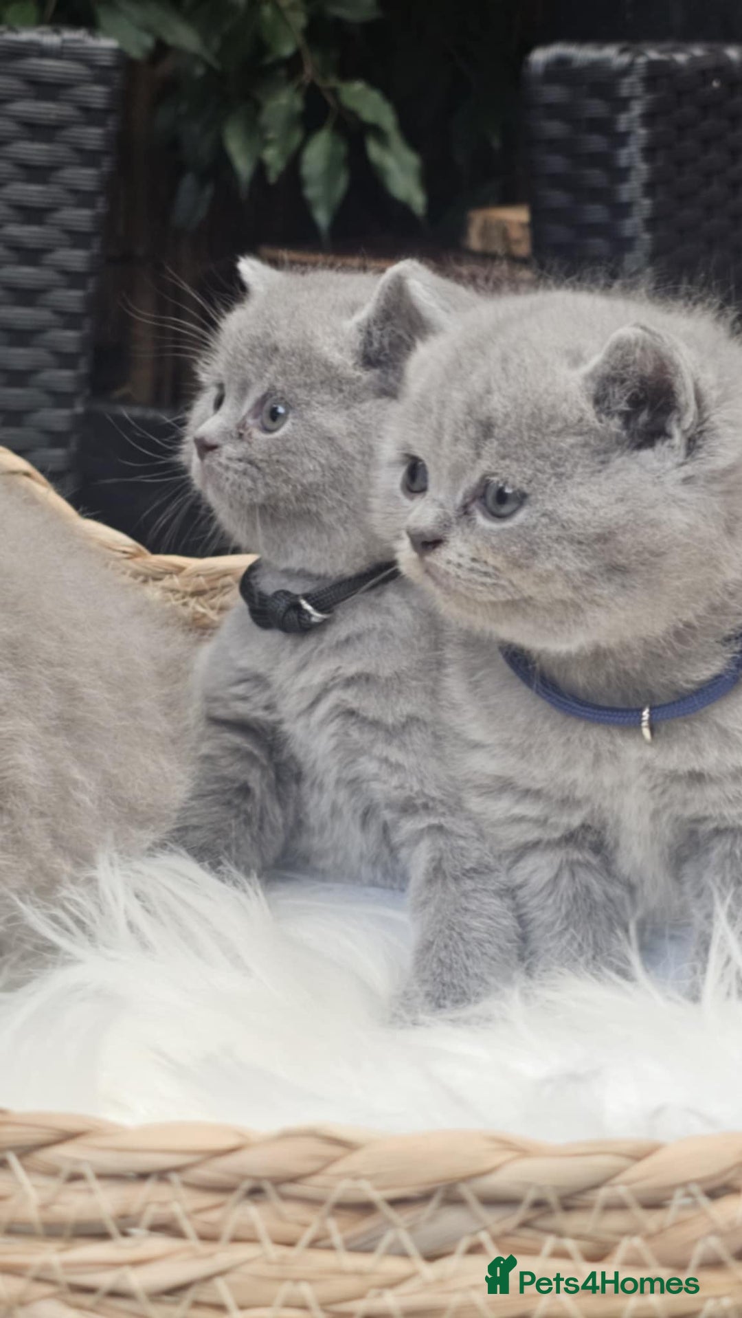 British Shorthair cats for sale: Show Quality Champions British Shorthair GCCF - Image 6