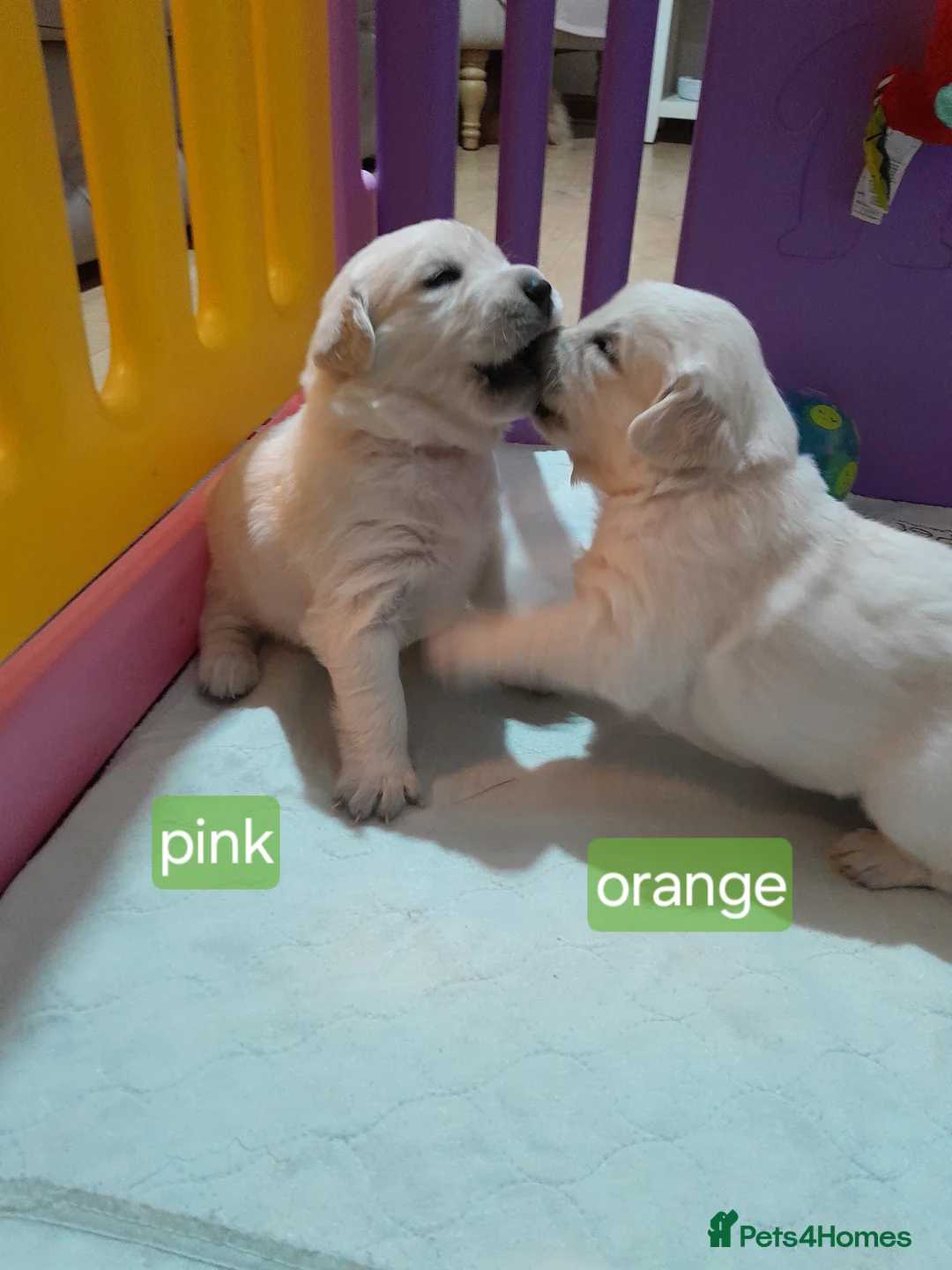 Golden Retriever dogs for sale: Kc golden retriever girls - Advert 2