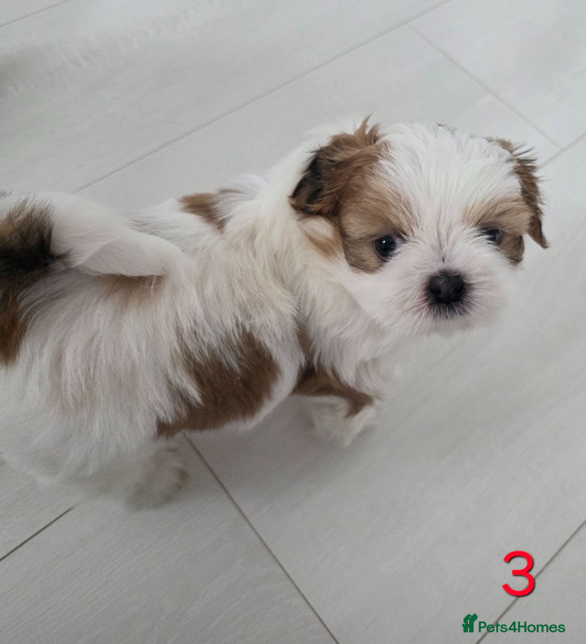 Mixed Breed dogs for sale: Beautiful 4 puppies (4 boys) - Advert 15