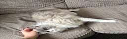 Ragdoll cats for sale: 💙 Stunning 2-Year-Old GCCF Registered Ragdoll Boy - Advert 11