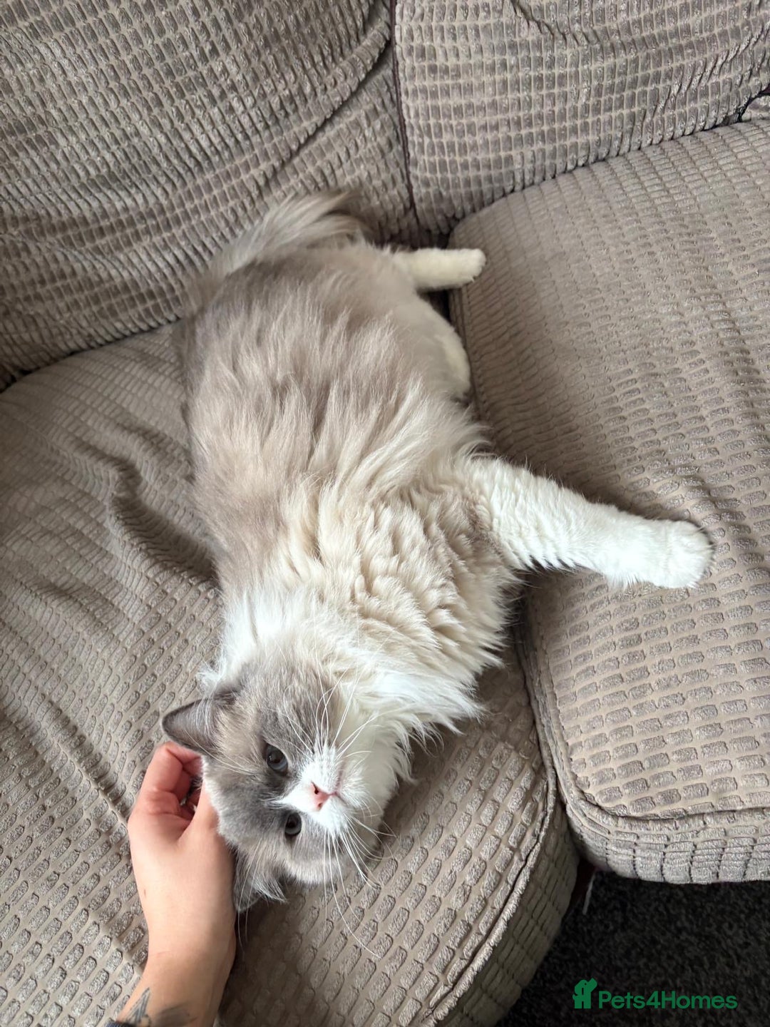 Ragdoll cats for sale: 💙 Stunning 2-Year-Old GCCF Registered Ragdoll Boy - Advert 11