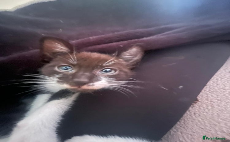 Mixed Breed cats - Advert 13