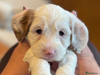 Cockapoo dogs Gorgeous F2B Cockapoo puppies - Advert 7