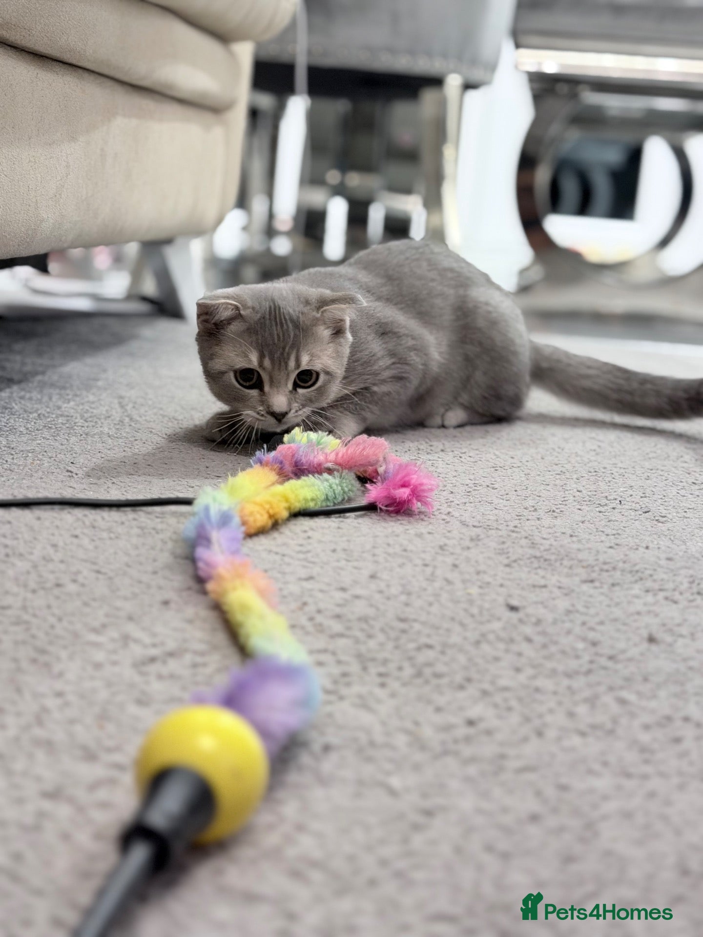 Scottish Fold cats TICA registered full pedigree half fold male - Advert 2