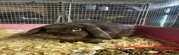 Mini Lop rabbits for sale: Rabbits for sale mini lop - Advert 5