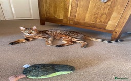 Bengal cats for sale: Bengal cat - Image 11