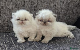 Persian cats for stud: GCCF REGISTERED PERSIAN STUD CHAMPION LINES PROVEN in London - Image 10