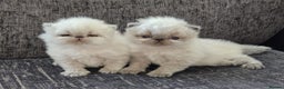 Persian cats for stud: GCCF REGISTERED PERSIAN STUD CHAMPION LINES PROVEN in London - Advert 10