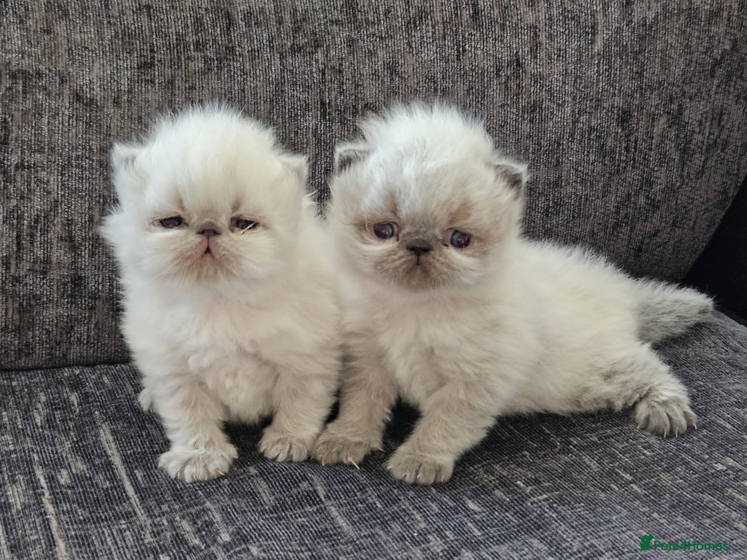 Persian cats for stud: GCCF REGISTERED PERSIAN STUD CHAMPION LINES PROVEN in London - Image 10