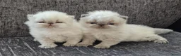 Persian cats for stud: GCCF REGISTERED PERSIAN STUD CHAMPION LINES PROVEN in London - Advert 17