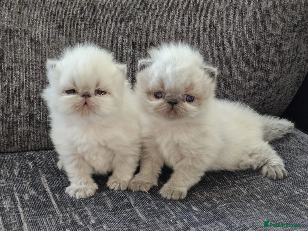 Persian cats for stud: GCCF REGISTERED PERSIAN STUD CHAMPION LINES PROVEN in London - Advert 17