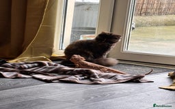 Domestic Shorthair cats for sale: Female tortoiseshell looking for a home - Image 2