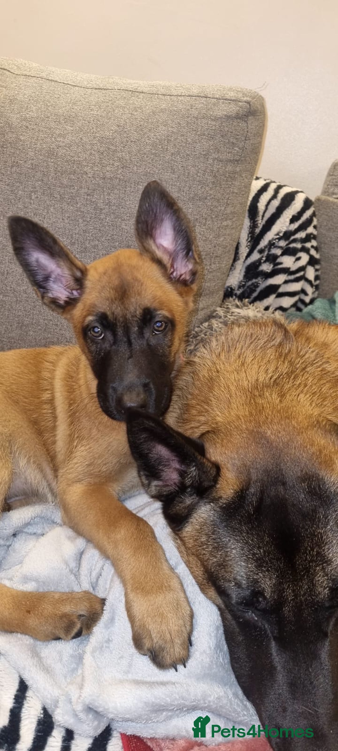 Belgian Shepherd Dog dogs for sale: Stunning Belgian Malinois Puppies - Advert 6