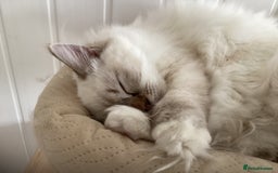 Ragdoll cats for sale: Beautiful GCCF Female Ragdoll - Image 1