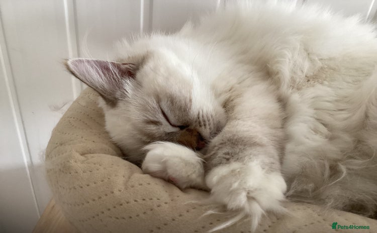 Ragdoll cats - Advert 7