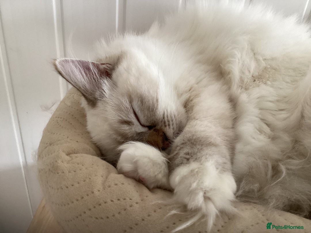 Ragdoll cats for sale: Beautiful GCCF Female Ragdoll - Image 1
