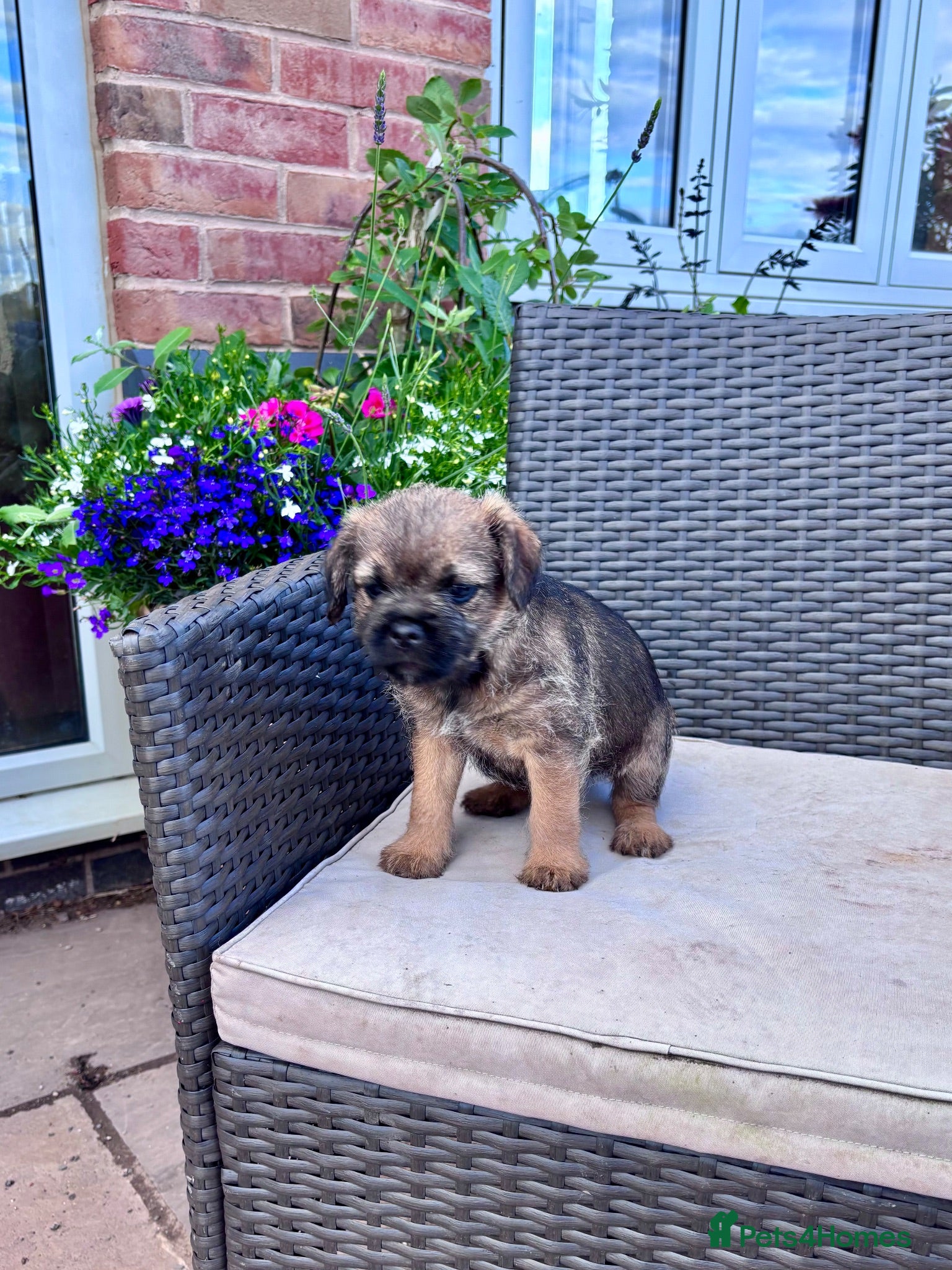 Border Terrier dogs Pedigree K C Reg Border Terrier Puppies for sale - Advert 1