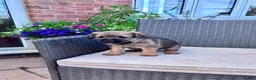 Border Terrier dogs for sale: Pedigree K C Reg Border Terrier Puppies for sale in Derby - Advert 1