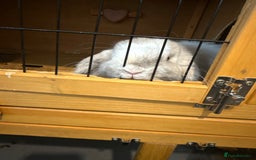 English Lop rabbits for sale: 2x female rabbits.  - Image 1