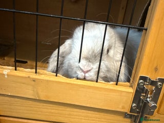 English Lop rabbits - Advert 21