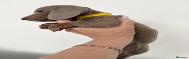 Miniature Dachshund 3