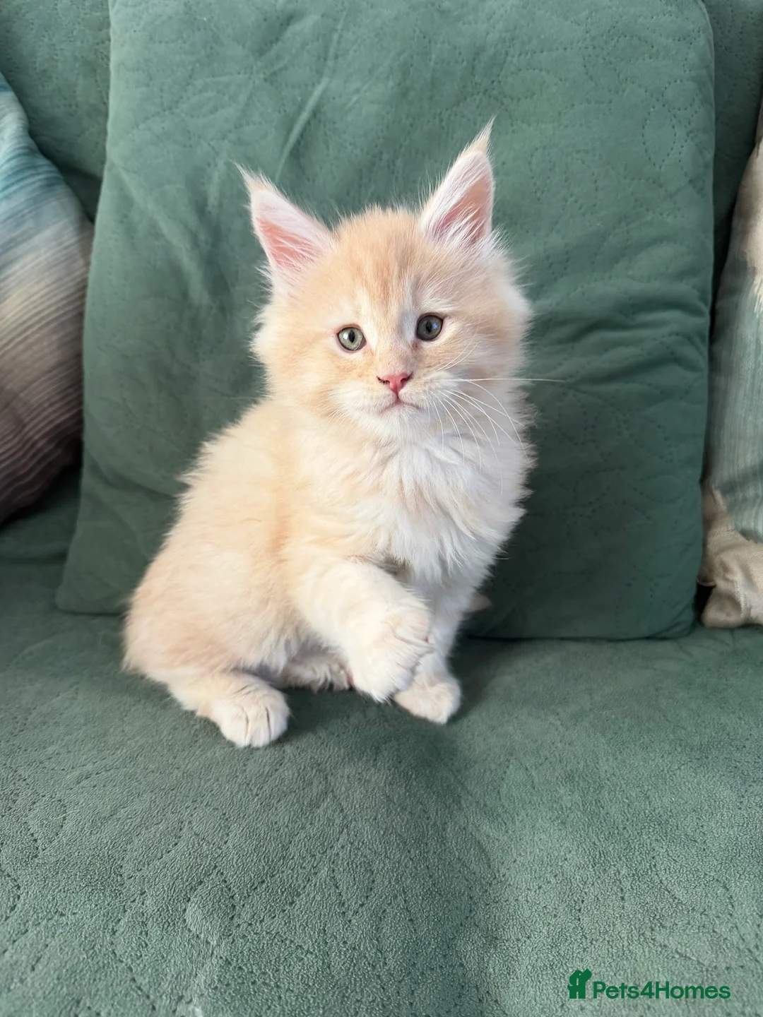 Maine Coon cats for sale: Stunning Maine Coon Kittens - Advert 2