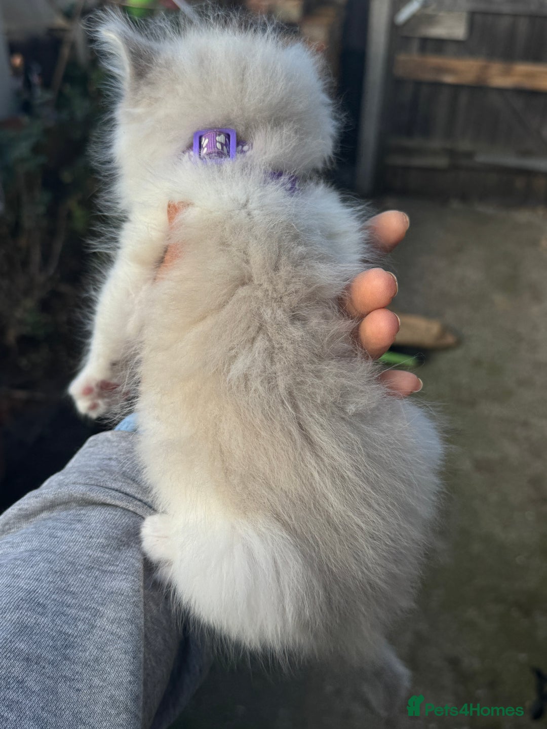 Ragdoll cats for sale: Pure Ragdoll kittens, ready 20th December - Advert 21