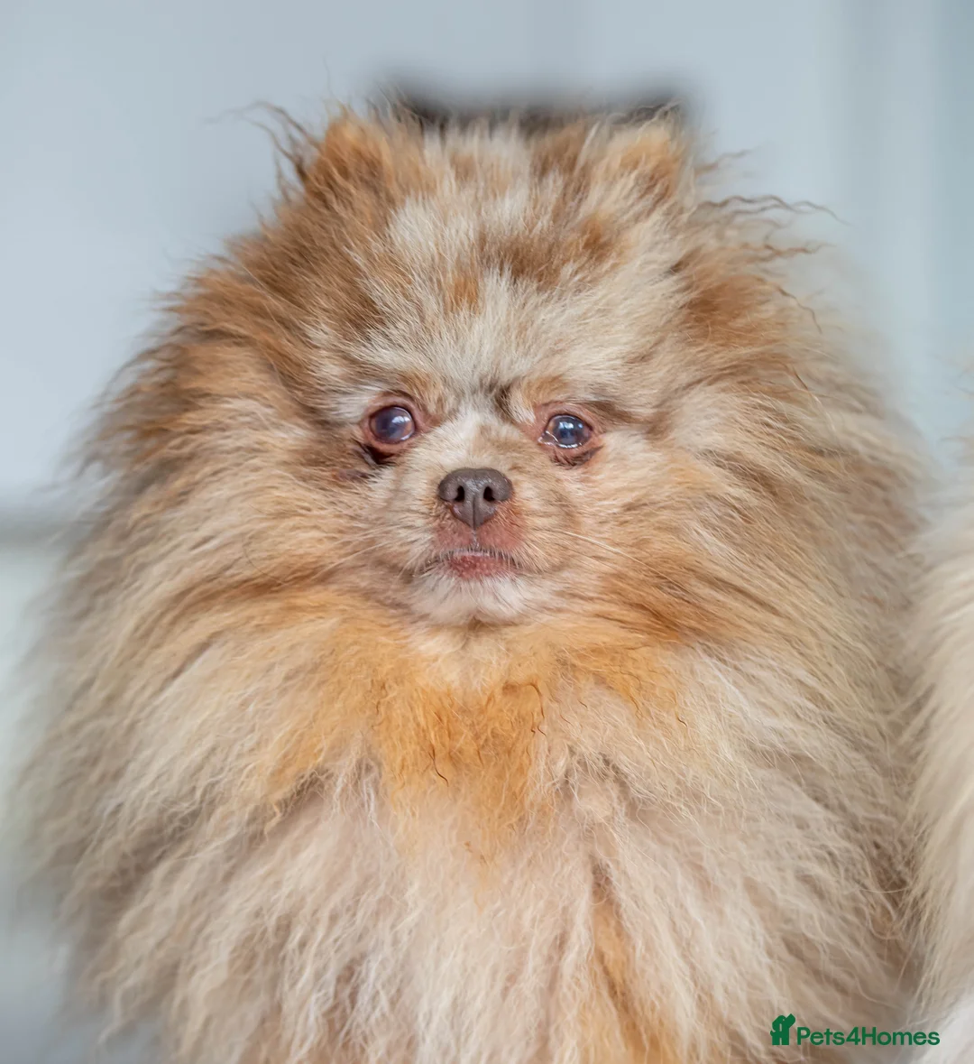 Pomeranian dogs for stud: Lilac Tan Merle Stud Boy kc in Pontefract - Advert 13