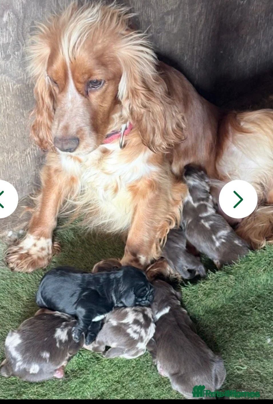 Cocker Spaniel dogs Cocker spaniel  - Advert 2